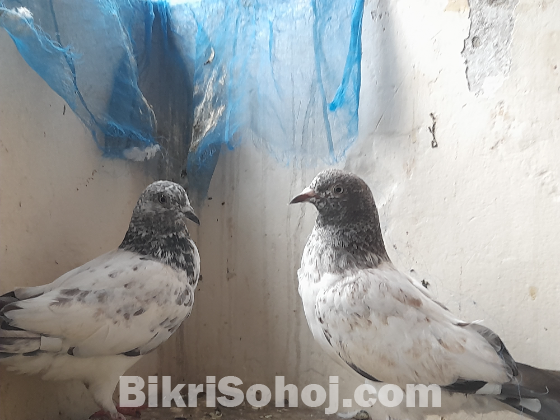 ৪ মাসে কবুতর